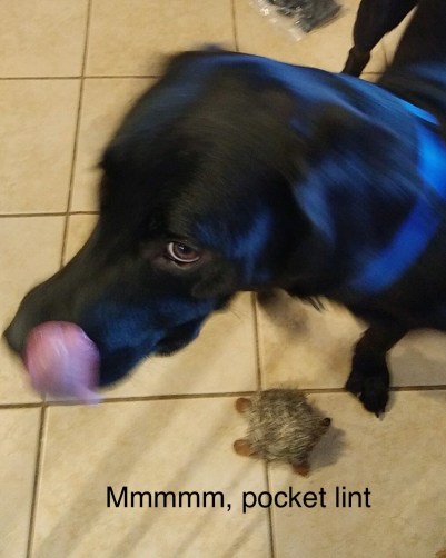 pocket lint